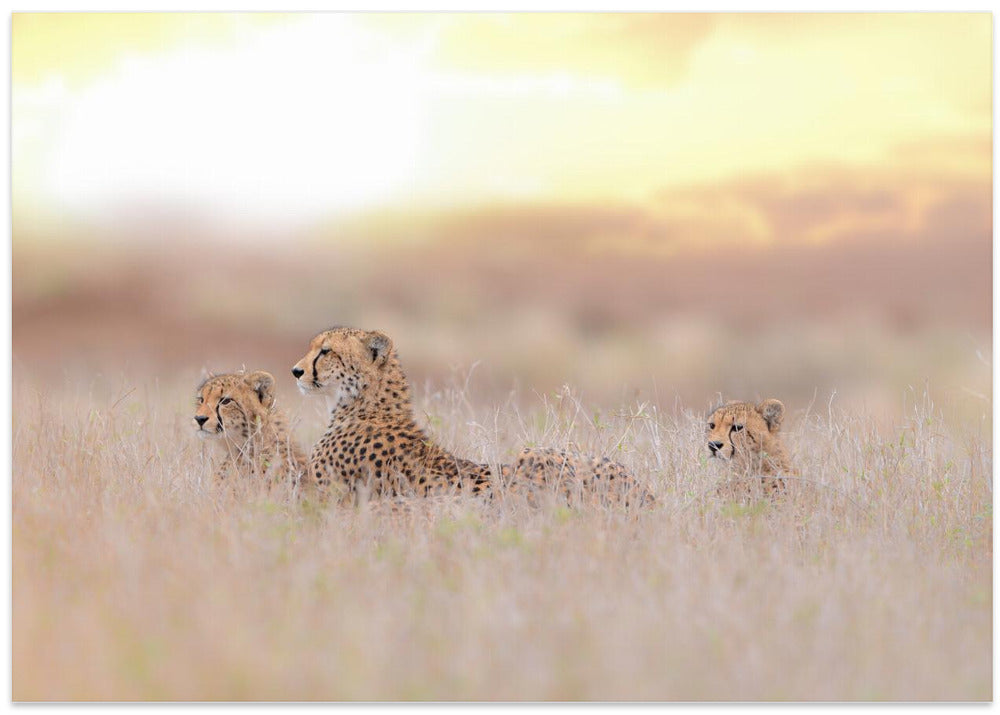 Cheetah Family