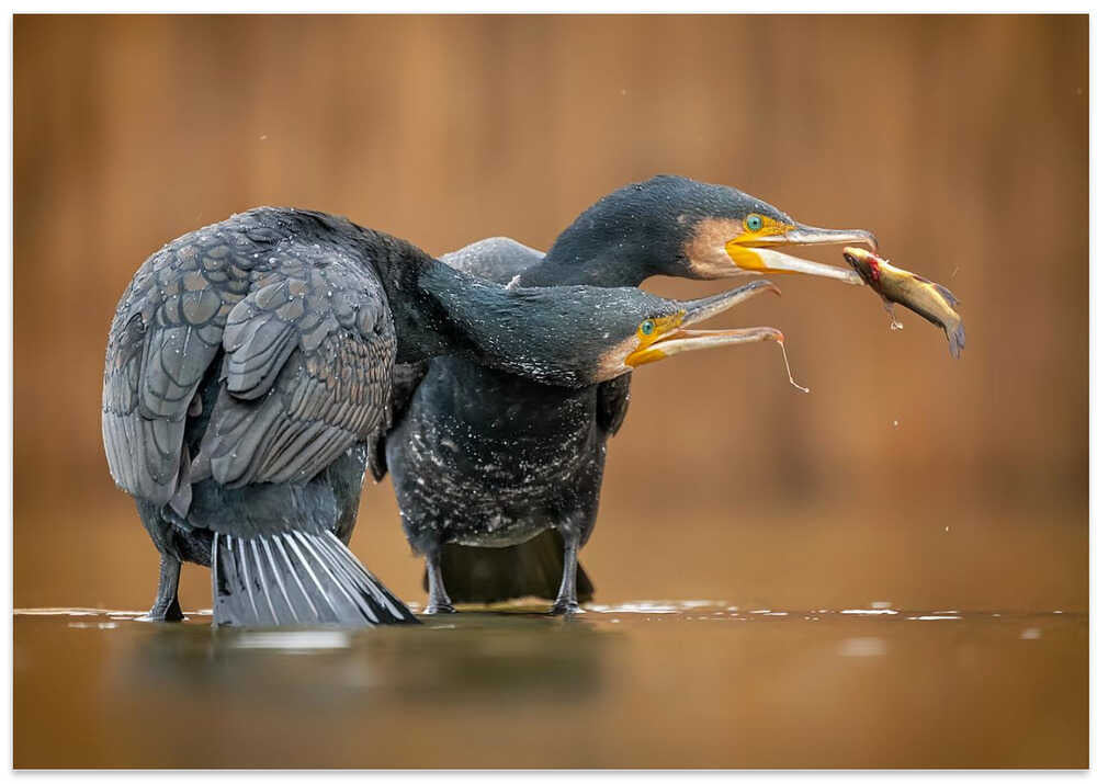 Just a little bit, please