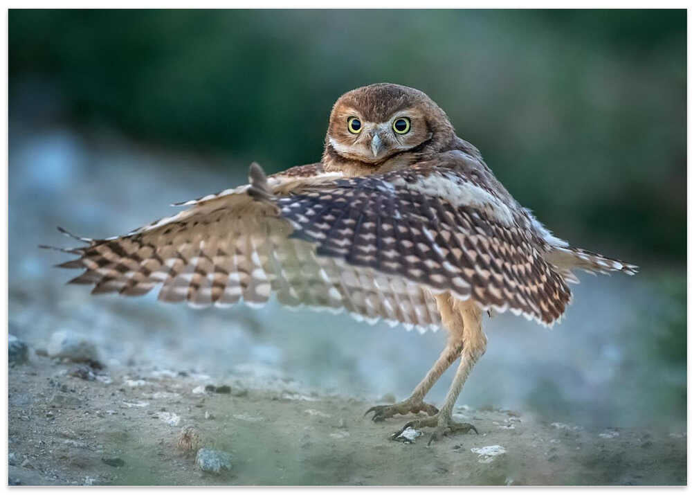 A littile Latin dancer