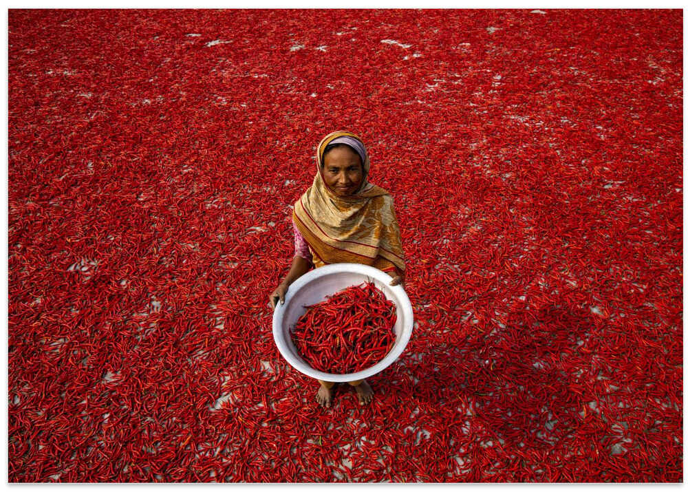 Red chilli worker