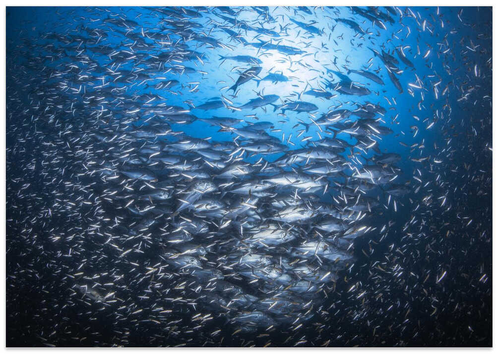 Underwater life of Tachai