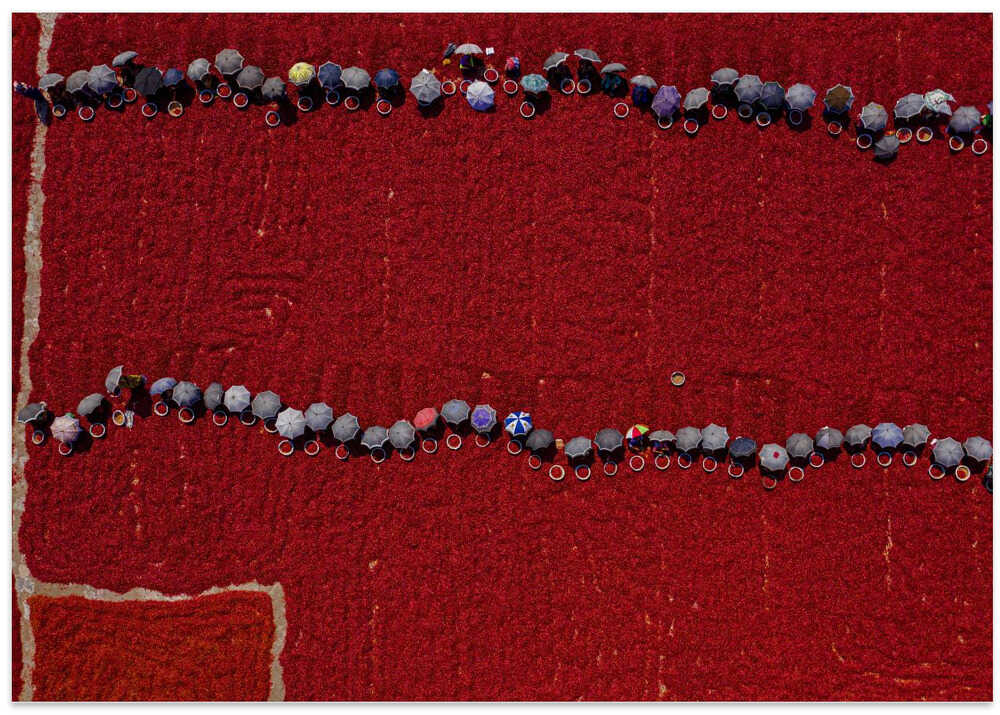 Working on red chilies