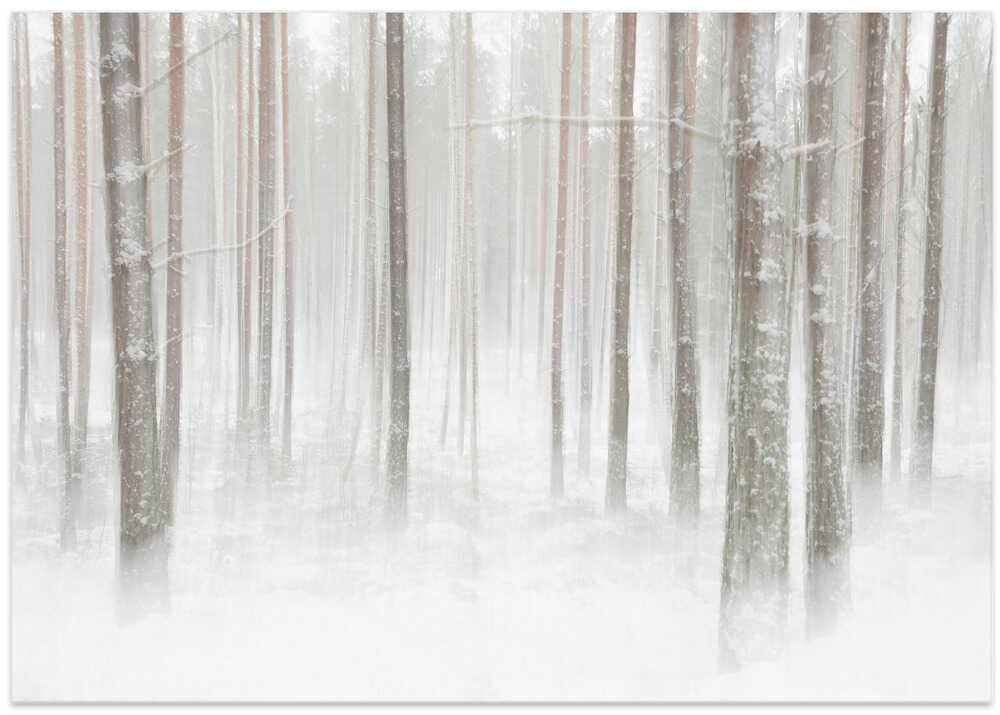 Winterforest in Sweden