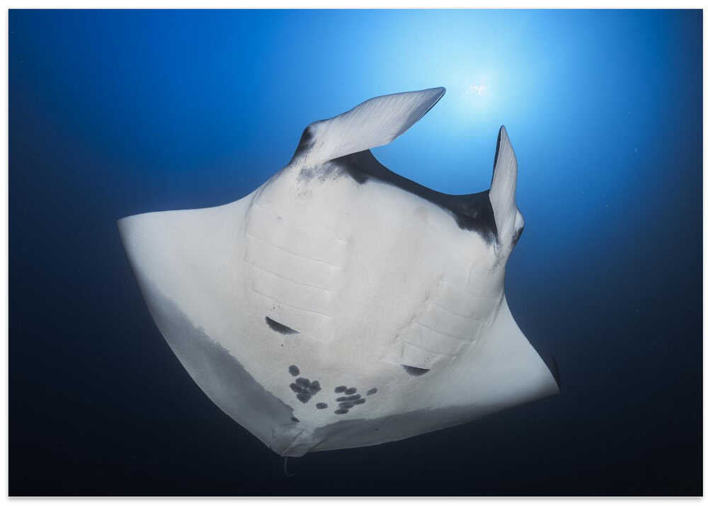 Océanic Manta Ray