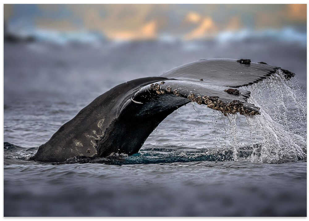 Humpback whale, the owner of Antarctic Ocean
