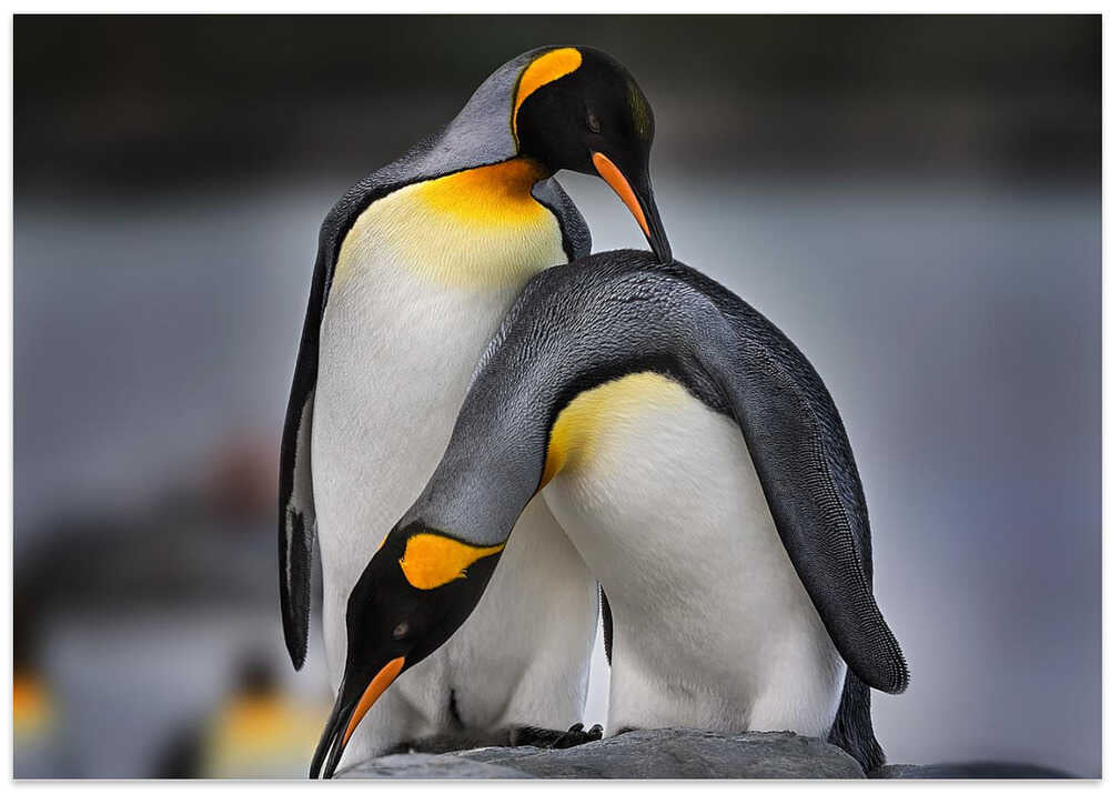 Love story of King Penguins