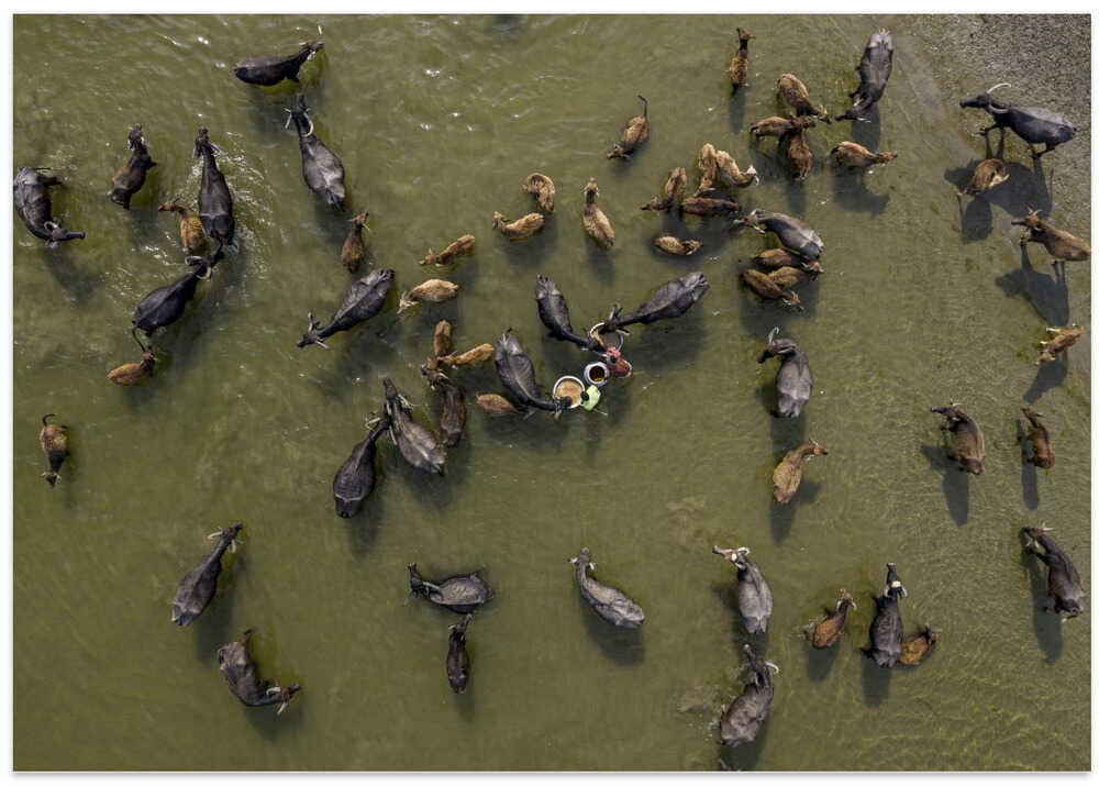 Cattle bath in river
