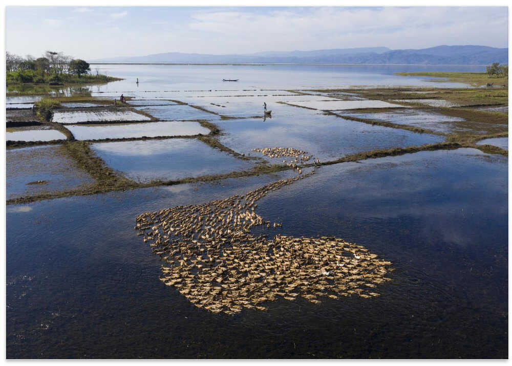 Thousands of ducks herded