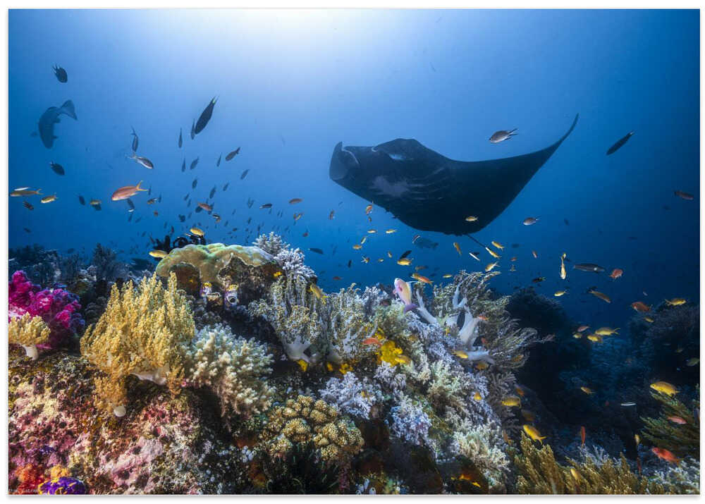 Manta reef on the reef