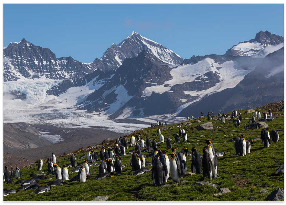 The Eden of Penguins