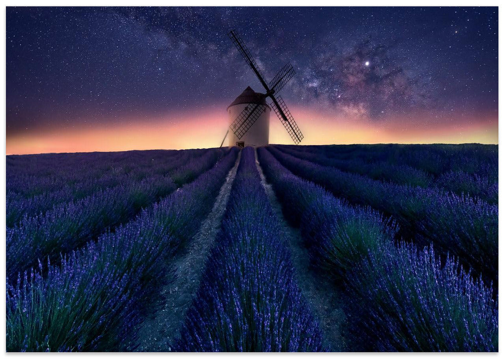 Lavender night