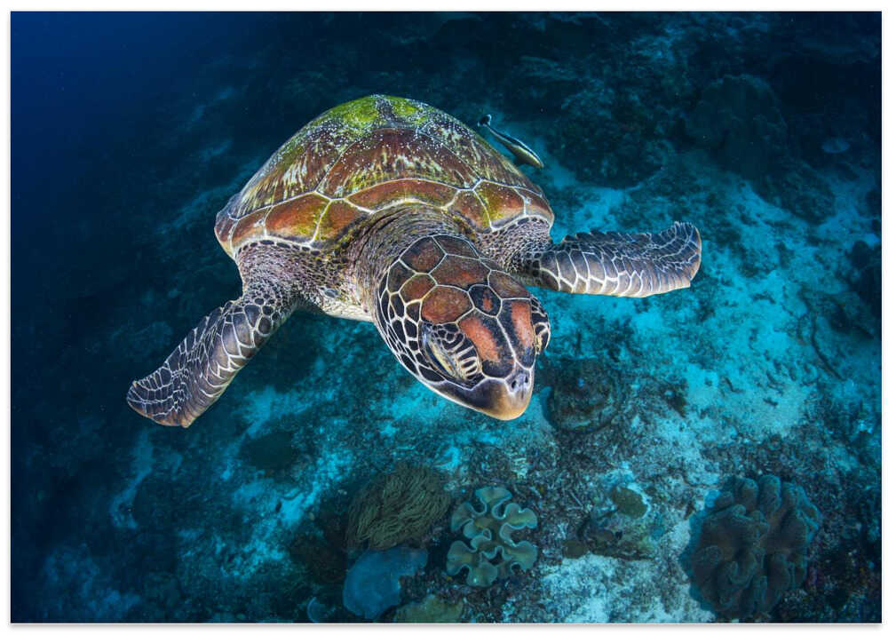 Green turtle from Sauwandarek