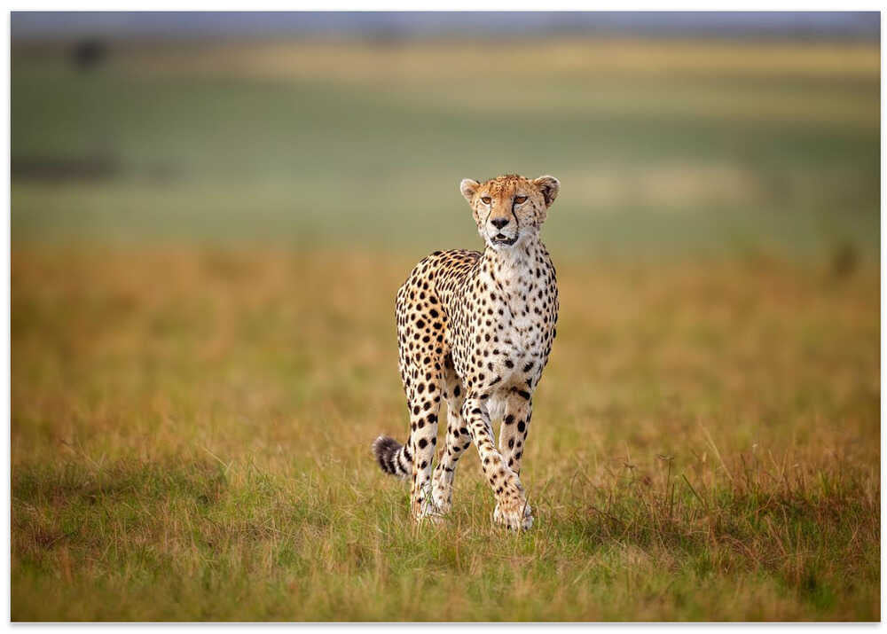 A Cruising Cheetah