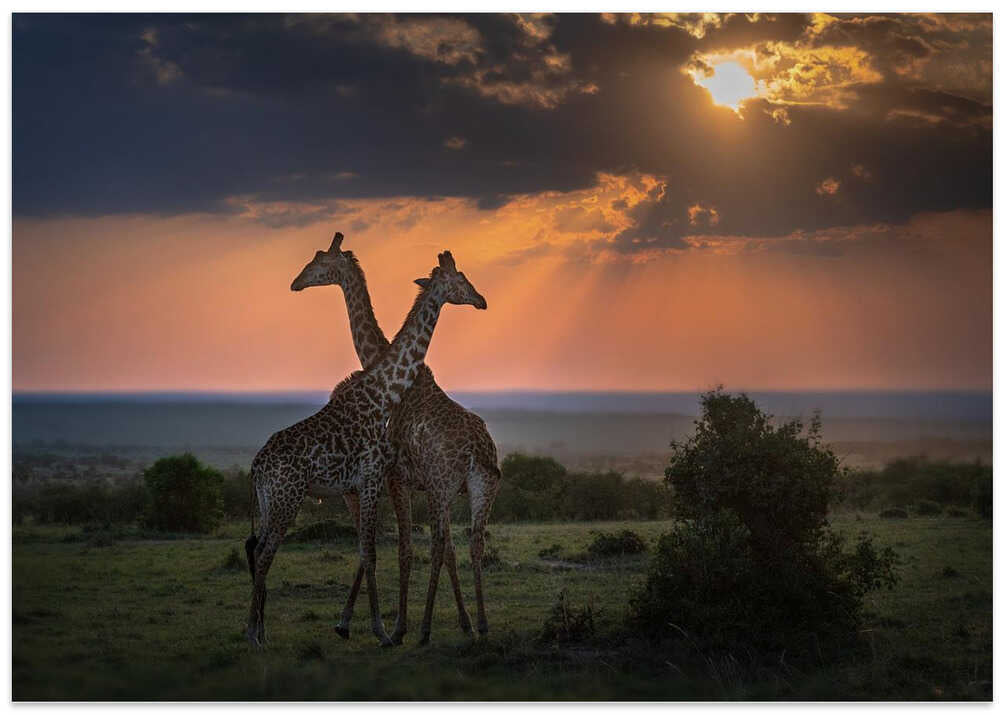 Backlighting at the dusk