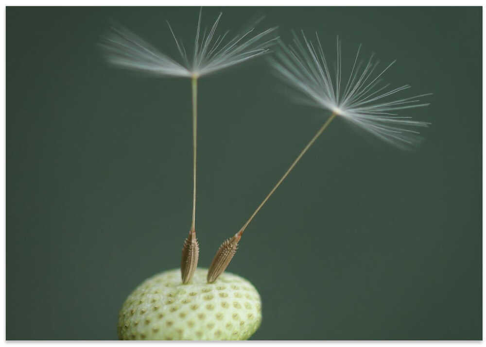 Dandelion Seed