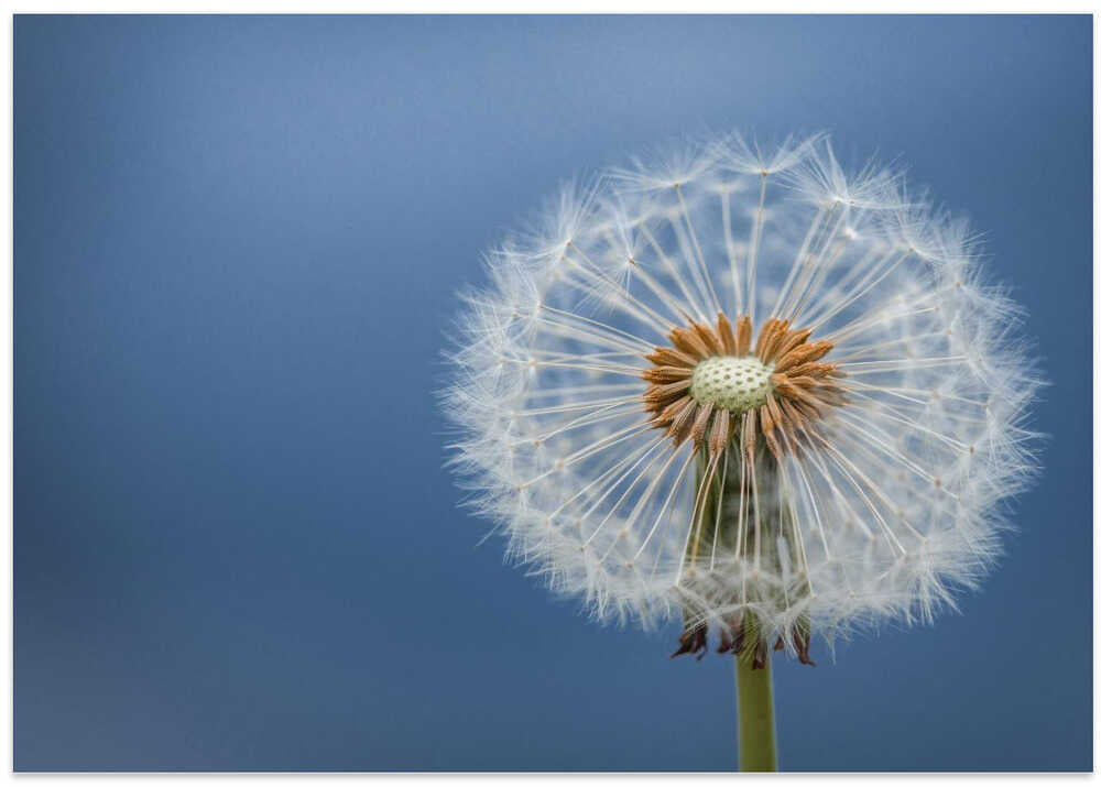 Dandelion