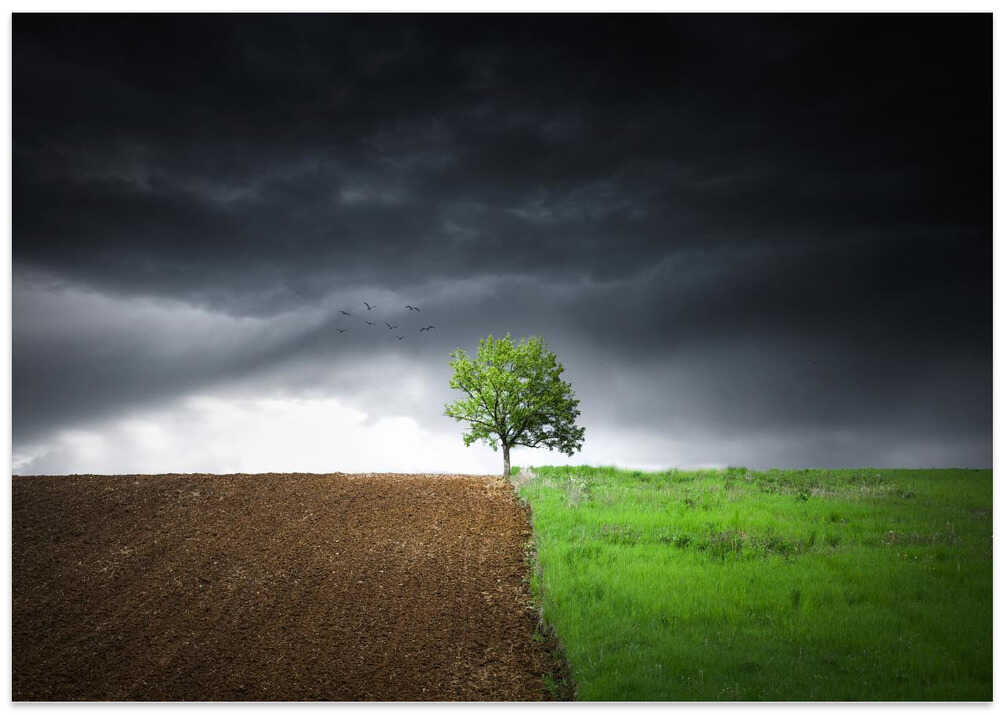 Lonely tree against a dramatic sky!