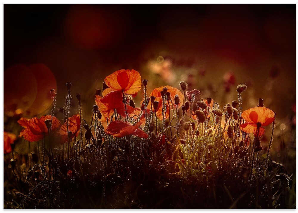 Poppies
