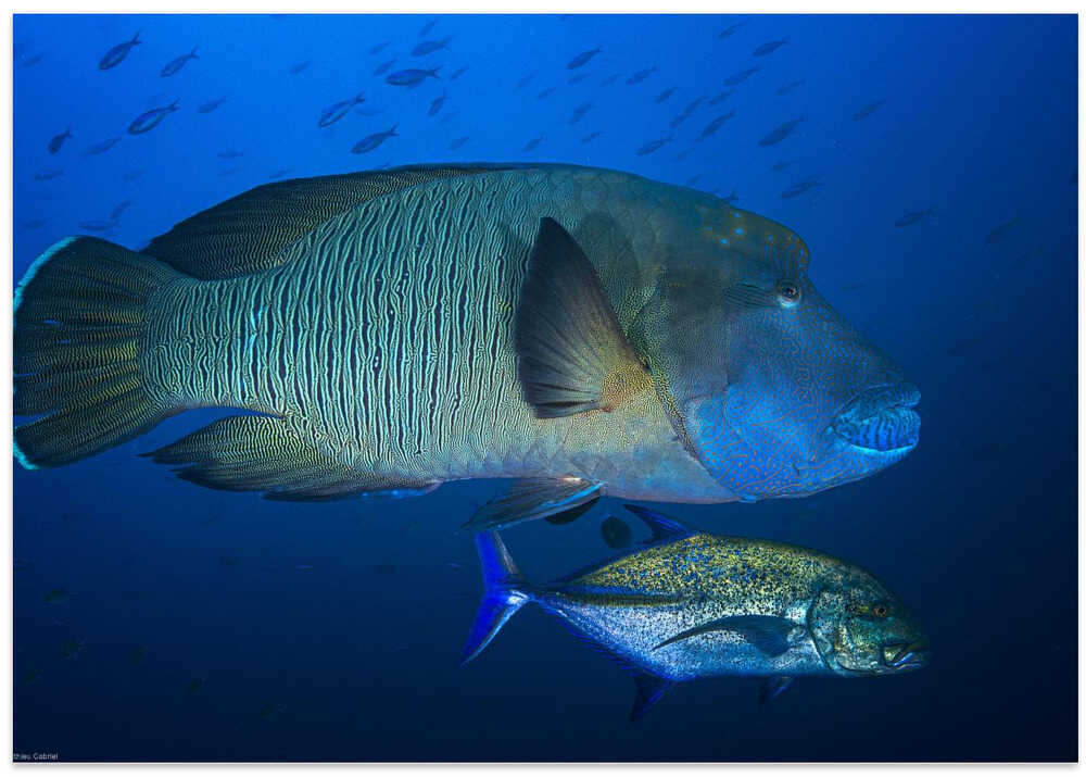 Humphead wrasse
