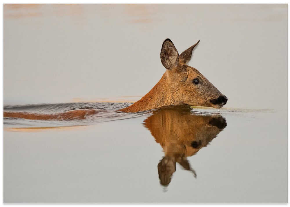 Practicing her delightful morning swim...