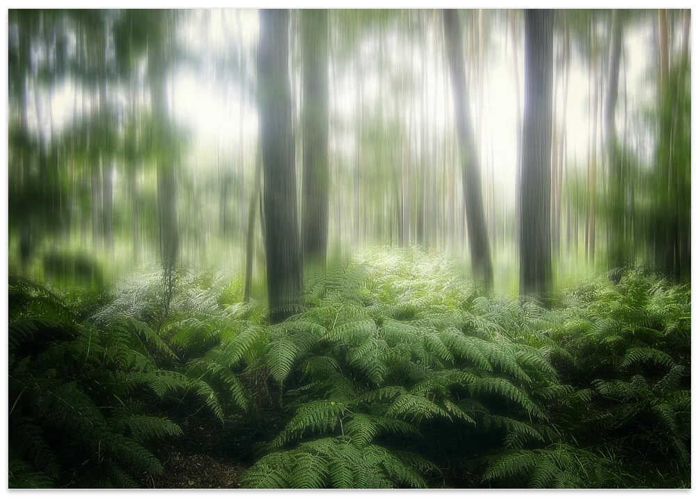 the forest