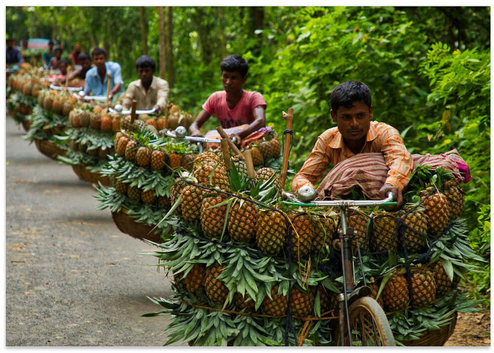 Transporting pineapples