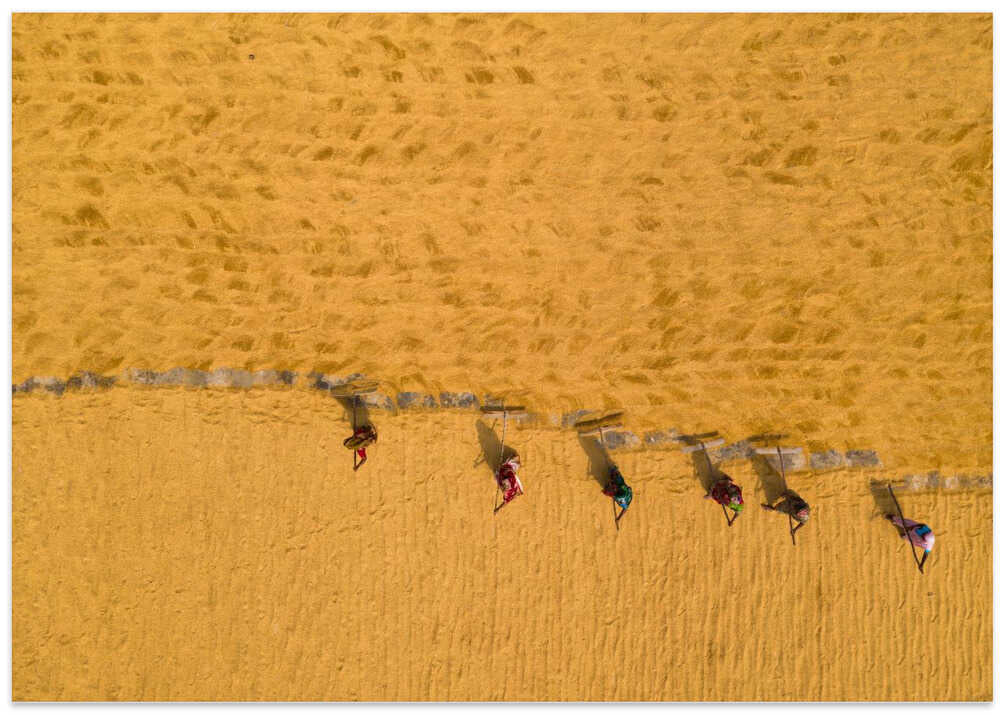 Drying rice in the sun