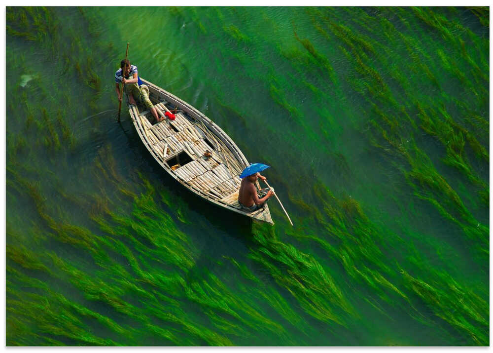 Sailing Through Green Veins