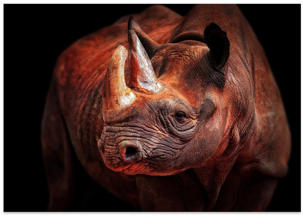 RHINO POSING