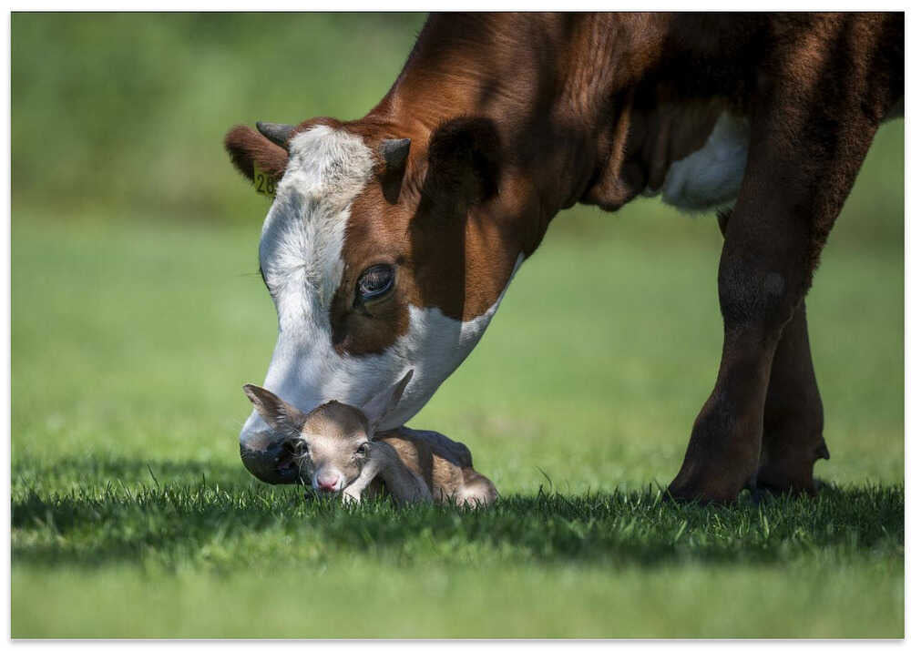 cow meets young white deer