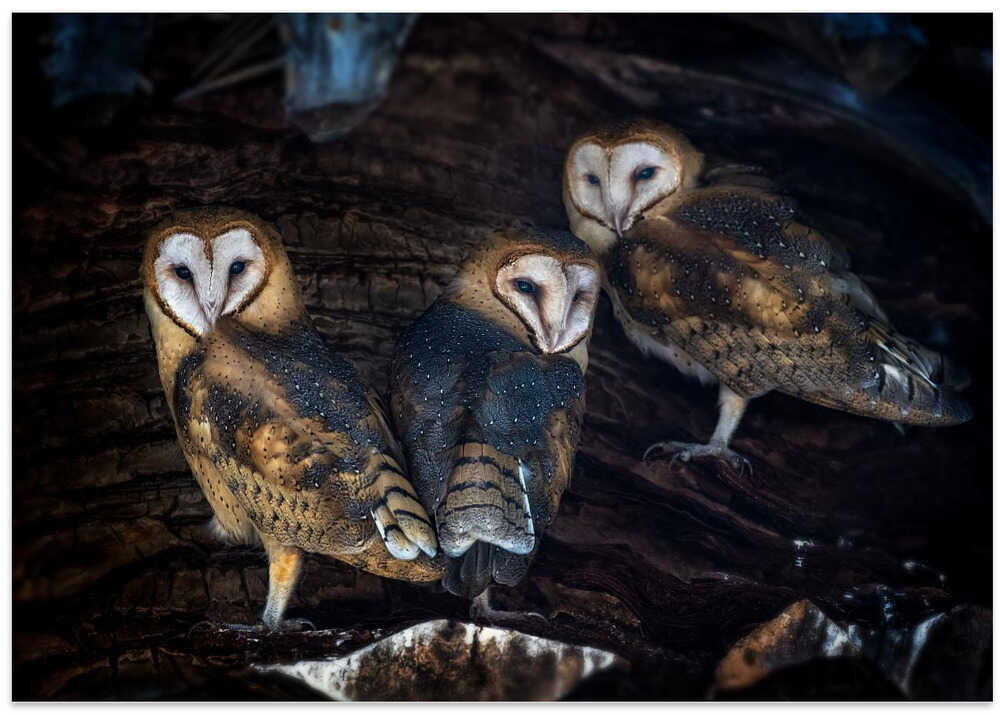 Baby Barn Owls