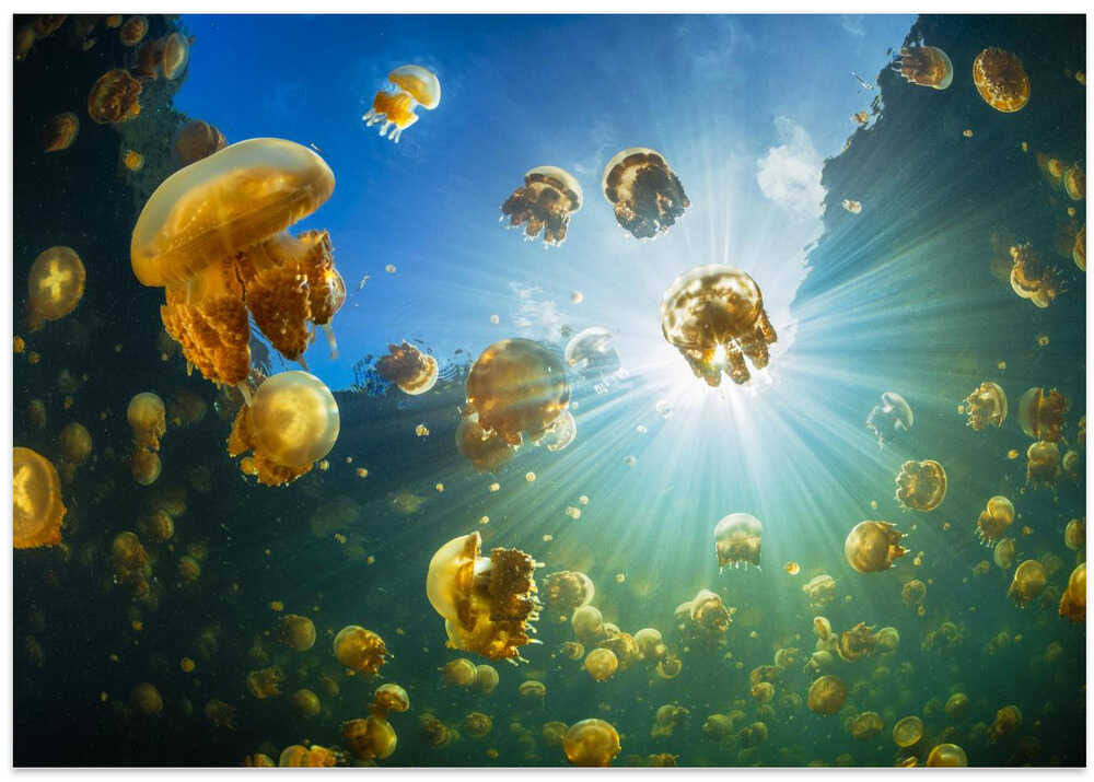 Sunlight and Jellyfish