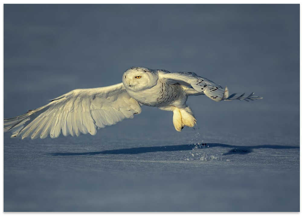 A princess from the North Pole