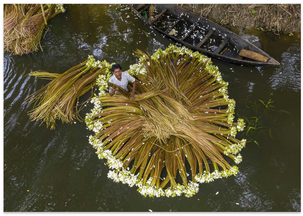 Harvesting national flower