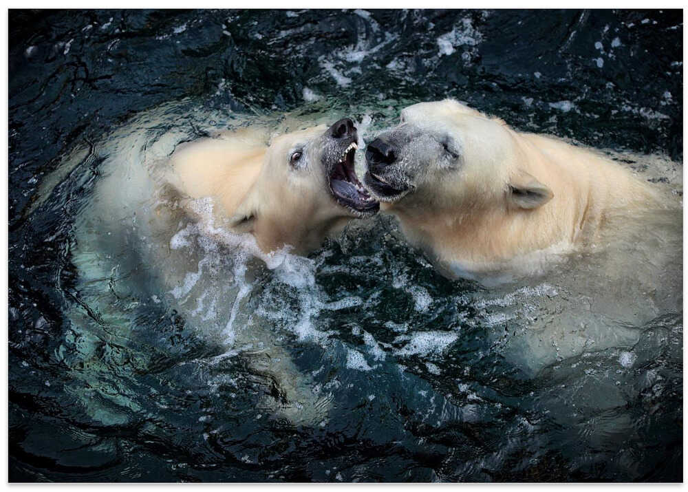 HER CUTENESS, playing attack