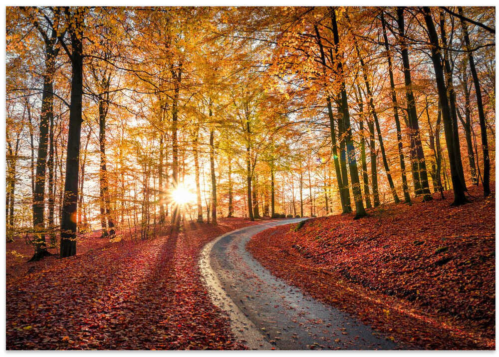 Road in Söderåsen nationalpark, Sweden