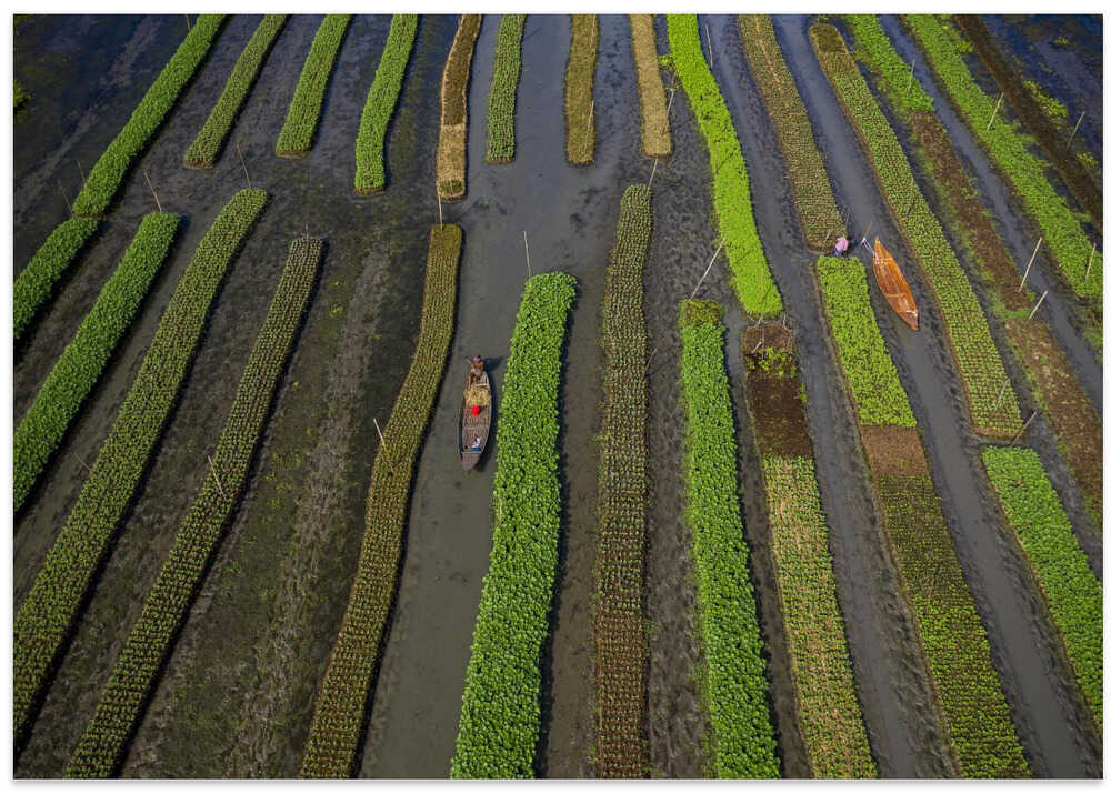 Traditional floating vegetable garden