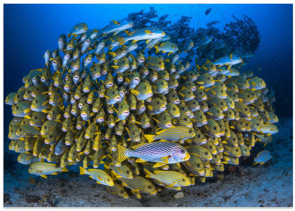 Cape Kri's school of sweetlips