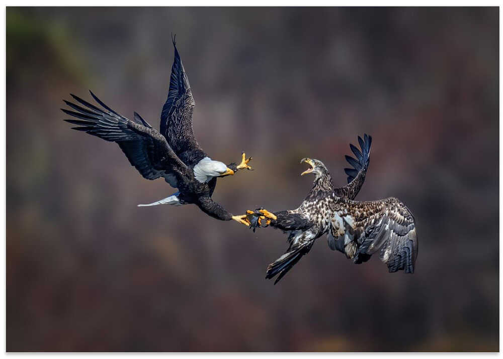 What a fierce robber!