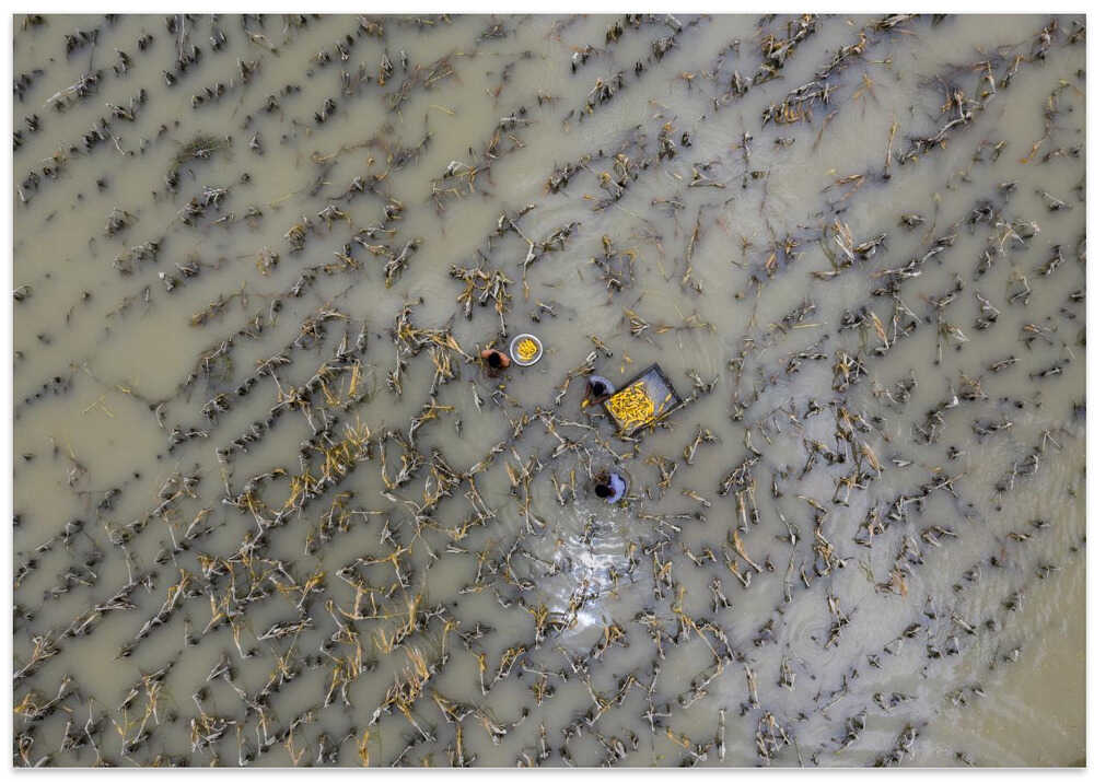 Harvesting corn into the flood water