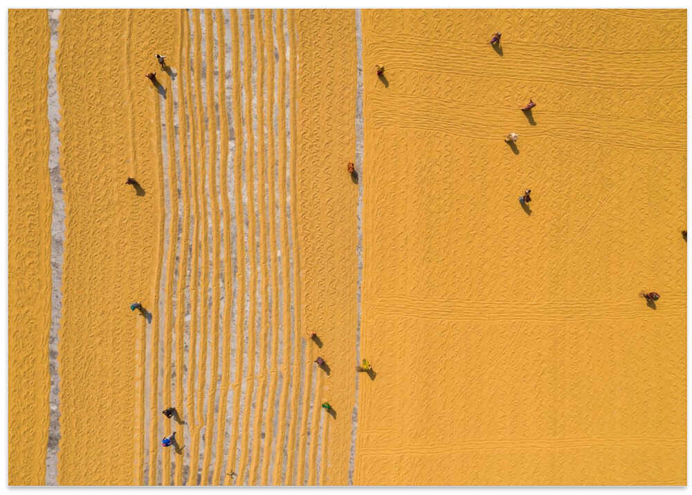 Drying rice under sunlight