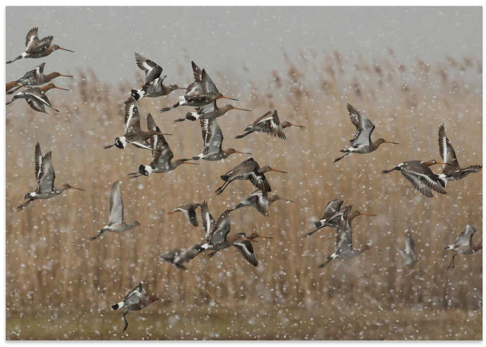 birds in a snowstorm