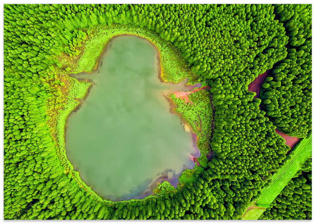 The ghost of the forest