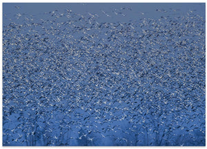 Art Prints of winter blossom