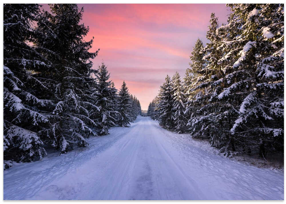 Road into the winter forest