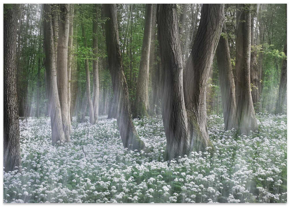 Wild garlic forest