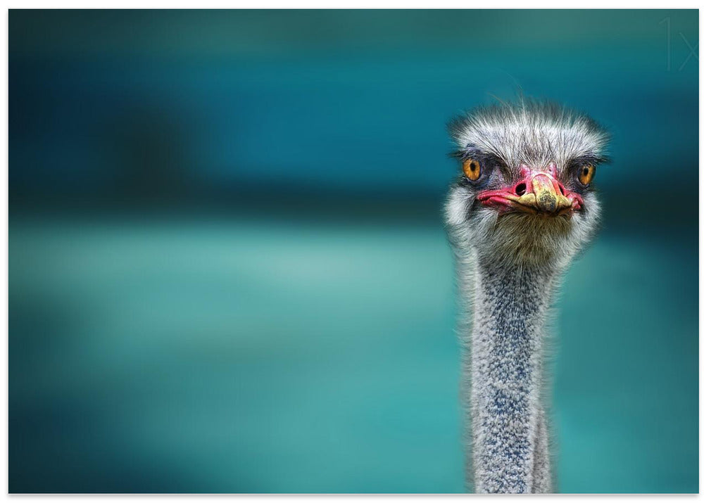 Ostrich Protecting two Poor Chicken from the Wind