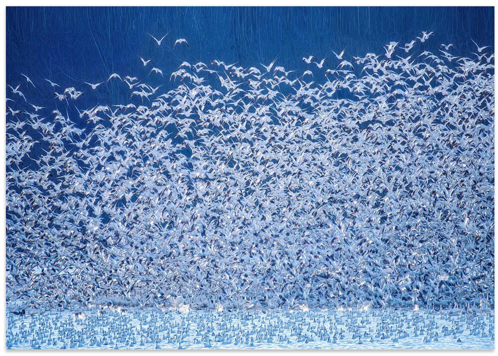 Snow Geese Migration