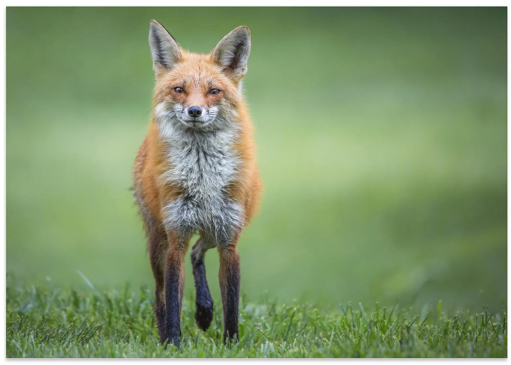 Art Prints of Eye Contact