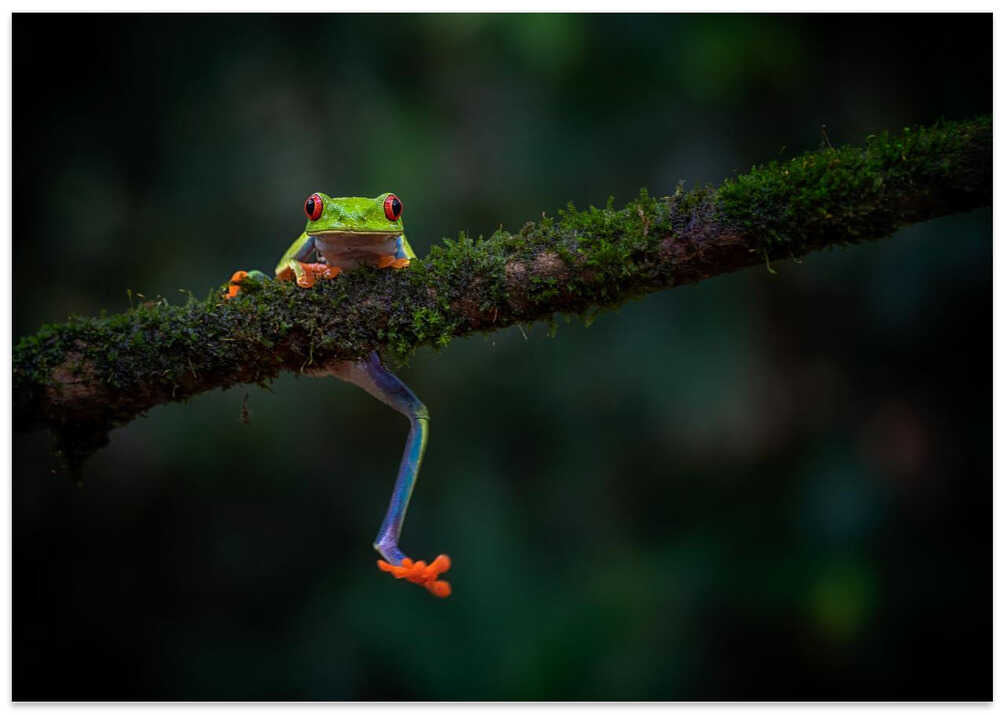Climbing frog